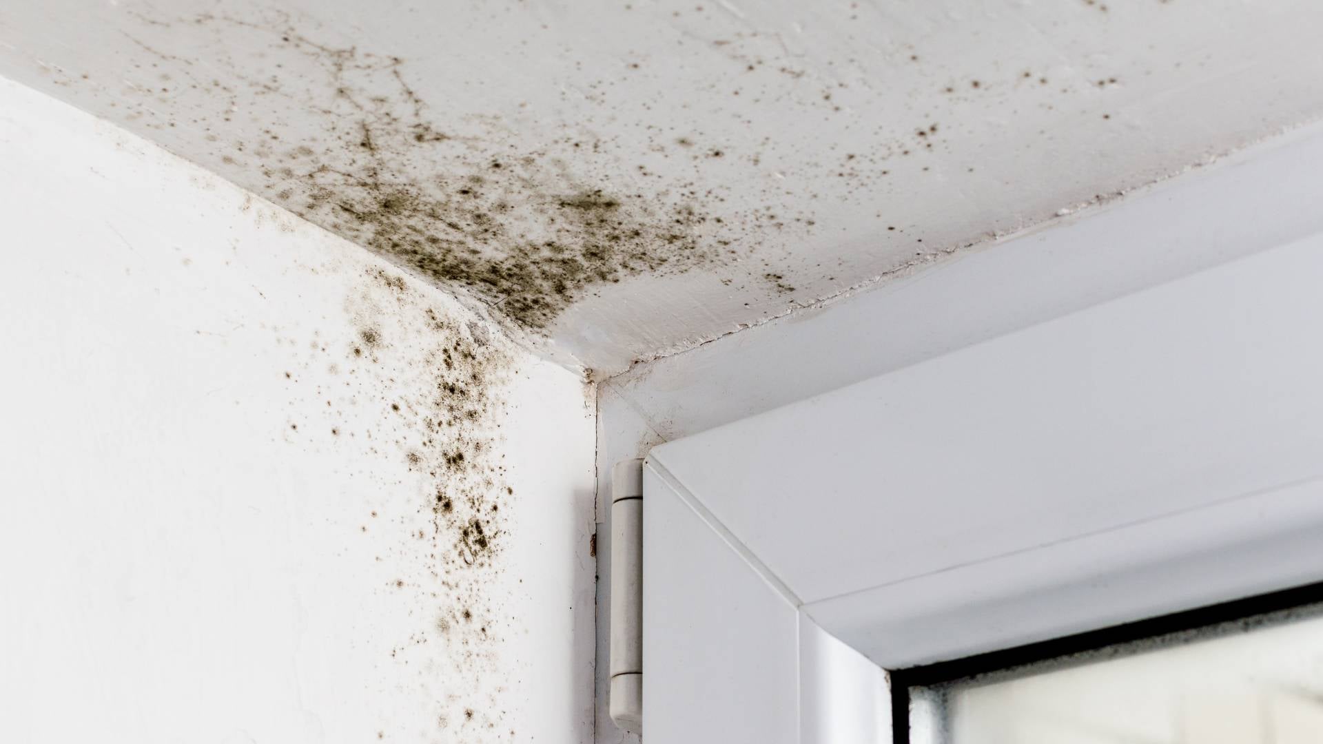 mold on white ceiling and wall with door frame - mold remediation