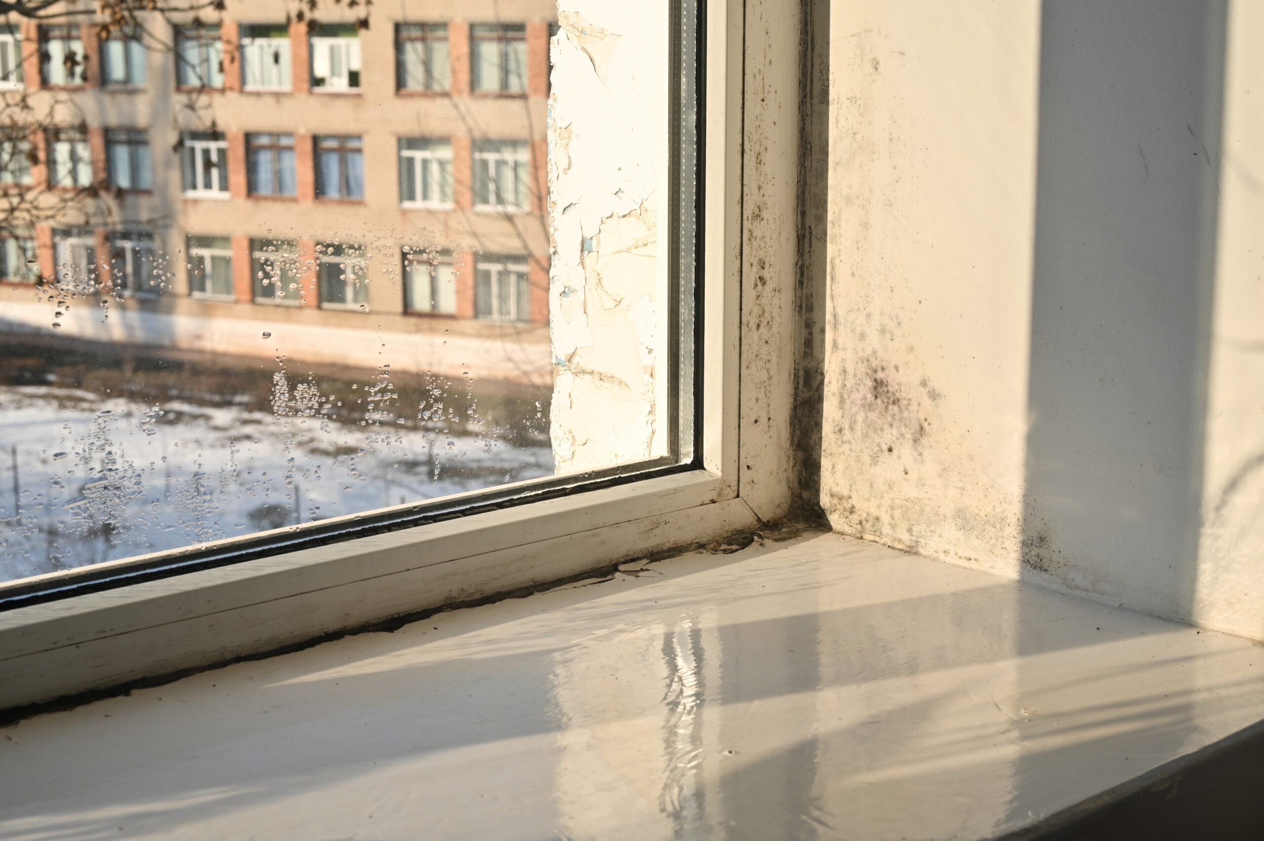 Visible mold growth on an interior wall